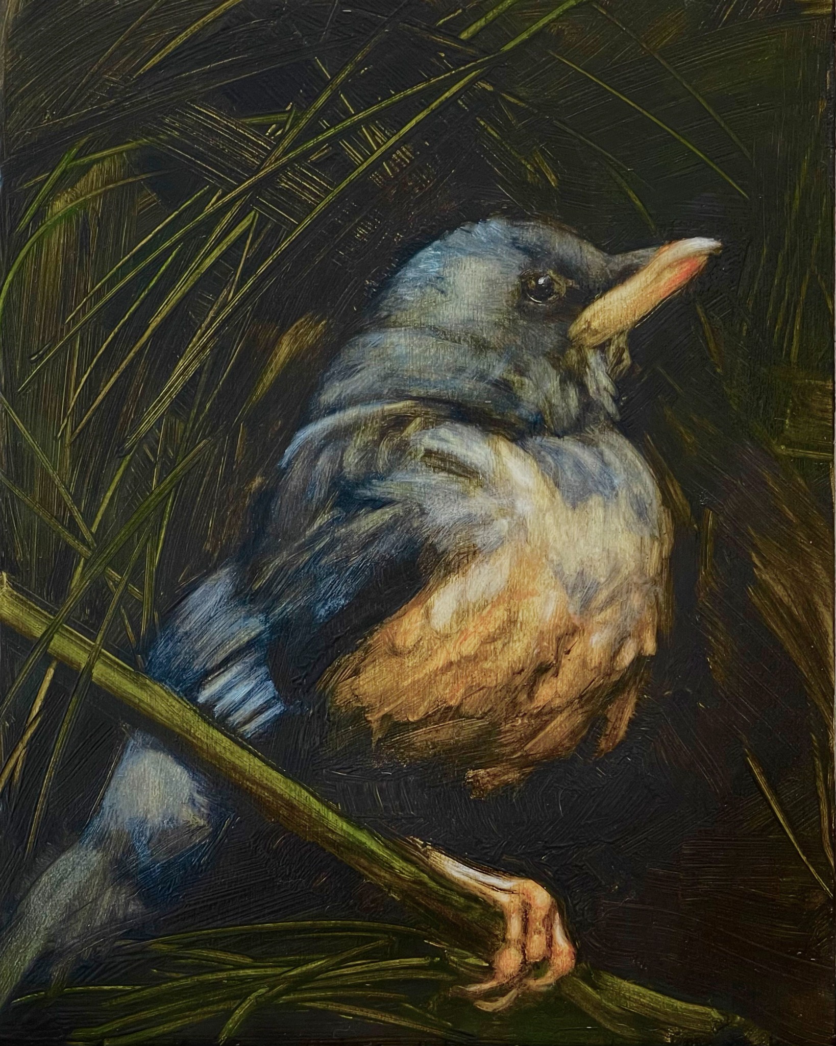 Olive Thrush by Cornelle Ellis